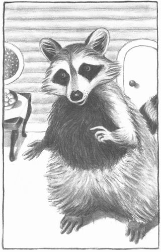 racoon illustration from The Stonking Steps